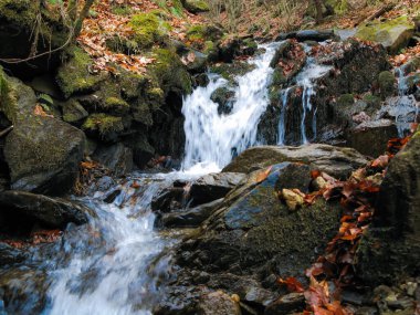 Ormanın derinliklerinde küçük şelale