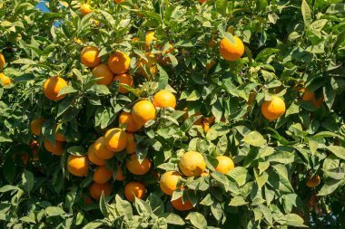 Bahçede portakallı portakallar