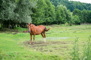 Kahverengi atlar otları otlatıyor.