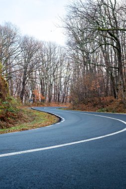 Sonbahar ormanındaki boş yol.