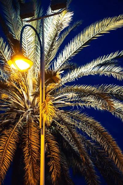 Lichtmast Unter Einer Palme Nachtsicht — Stockfoto