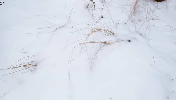 blades of dry grass in snow