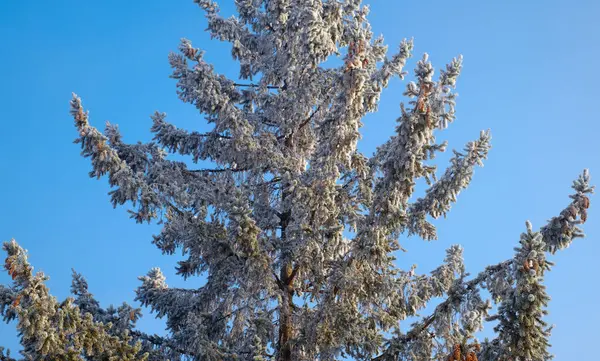 Nadelzweige Mit Nadeln Die Mit Weißem Frost Bedeckt Sind — Stockfoto