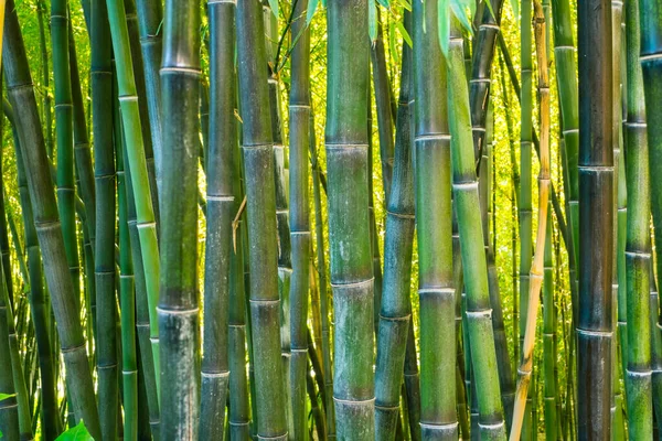 Plantação Bambu Verde Vista Closeup — Fotografia de Stock