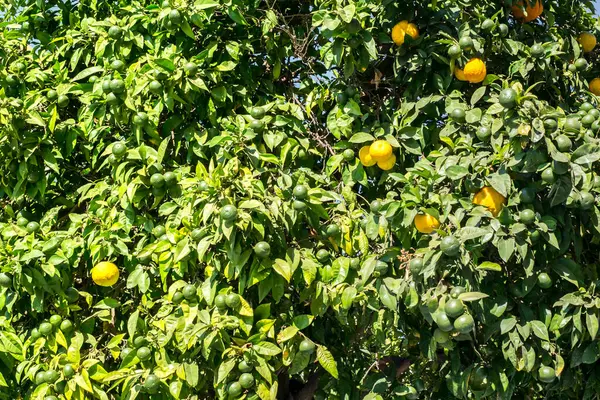 Лимонне Дерево Зеленими Жовтими Фруктами — стокове фото