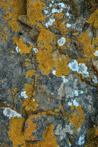 Old Granite Stone Forest Covered Moss Lichen — Stock Photo, Image