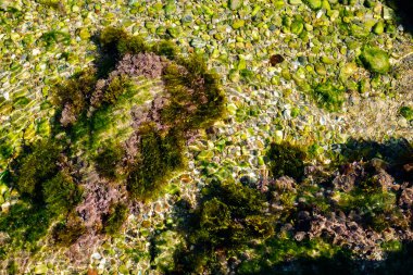 Yosun ve diğer bitkiler gölün dibindeki kayalarda.