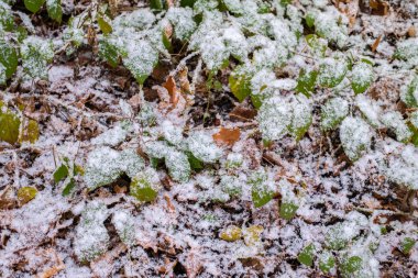 Ormandaki yaprakların üzerine taze kar yağıyor.