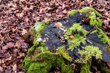 Kütüğün üzerinde yosun ve mantar.