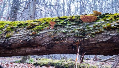 Kurumuş ağaçta mantar, liken ve yosun.