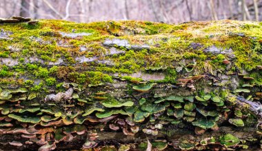 Kurumuş ağaçta mantar, liken ve yosun.