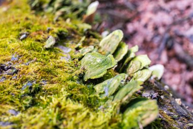 Kurumuş ağaçta mantar, liken ve yosun.