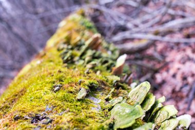Kurumuş ağaçta mantar, liken ve yosun.