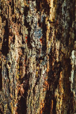 Kirli ve örümcek ağlı eski çürük ahşap