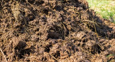 Toprağı gübrelemek için çiftlikte yığınla inek gübresi.