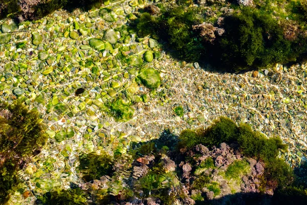 Yosun Diğer Bitkiler Gölün Dibindeki Kayalarda — Stok fotoğraf