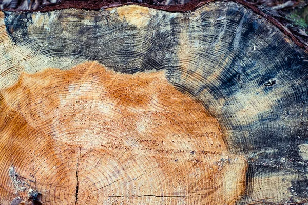 Vista Ravvicinata Della Sezione Dell Albero Legno Tagliato Fine — Foto Stock