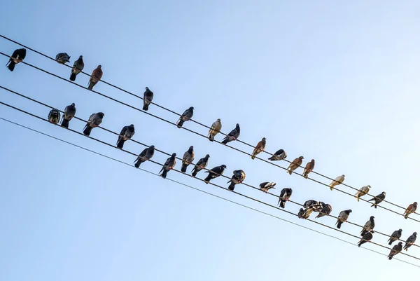 青い空の背景と電源コード上の鳩 — ストック写真