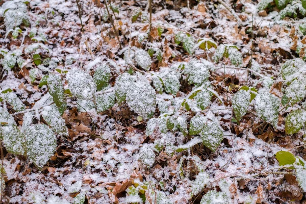 Fresh Snow Falling Leaves Forest — Stock Photo, Image