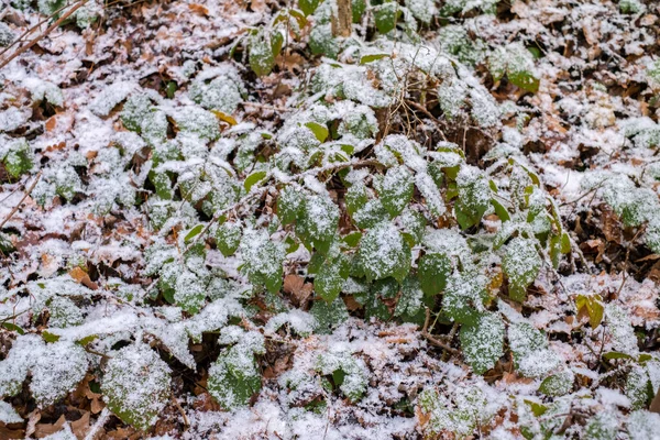 Nieve Fresca Que Cae Sobre Las Hojas Bosque —  Fotos de Stock