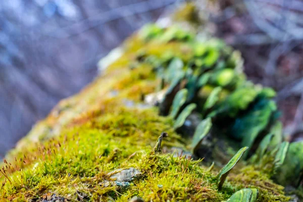 Paddenstoelen Korstmossen Mos Gedroogde Bomen — Stockfoto