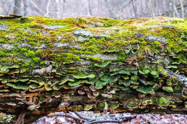 Champignons Lichen Mousse Sur Arbre Séché — Photo