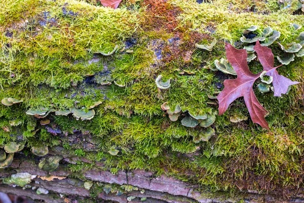 Paddenstoelen Korstmossen Mos Gedroogde Bomen — Stockfoto