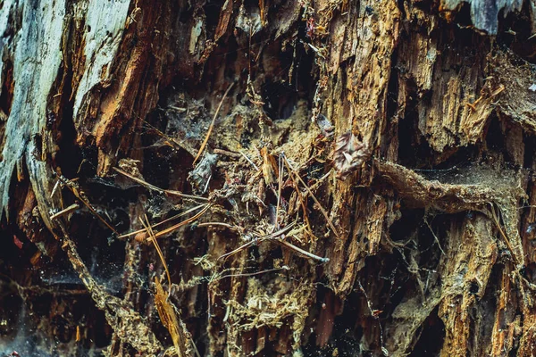 Old Rotten Wood Dirt Spiderweb — Stock Photo, Image