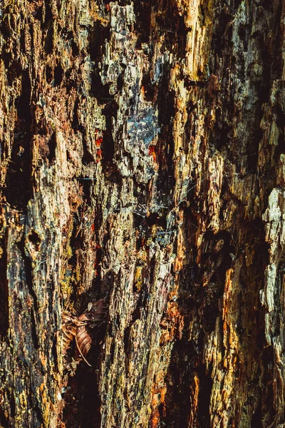 Oud Rot Hout Met Vuil Spinnenweb — Stockfoto