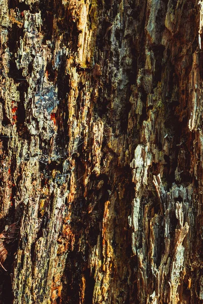 Old Rotten Wood Dirt Spiderweb — Stock Photo, Image