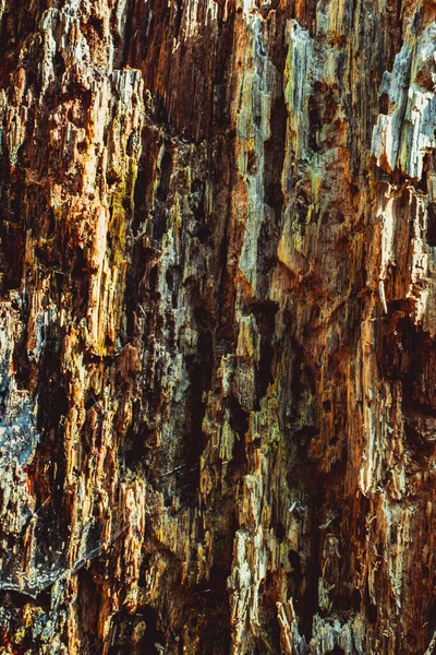 土とクモの巣と古い腐った木 — ストック写真