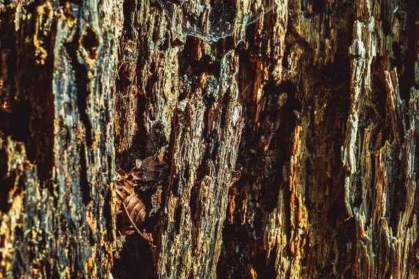 Παλιό Σάπιο Ξύλο Χώμα Και Ιστό Αράχνης — Φωτογραφία Αρχείου