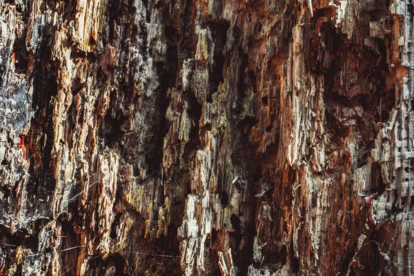 Oud Rot Hout Met Vuil Spinnenweb — Stockfoto