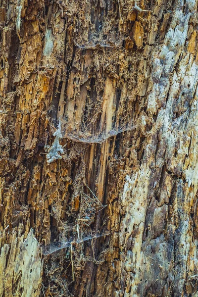 Old Rotten Wood Dirt Spiderweb — Stock Photo, Image