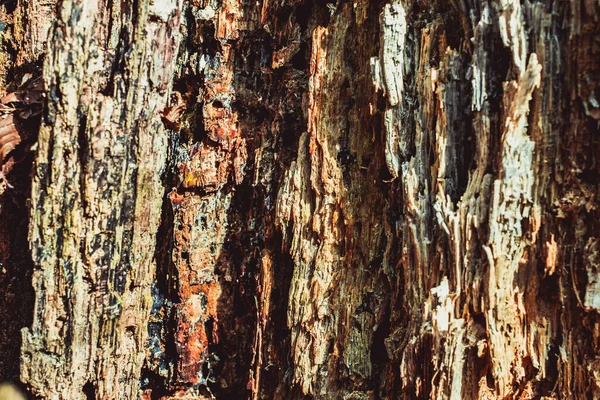 Old Rotten Wood Dirt Spiderweb — Stock Photo, Image