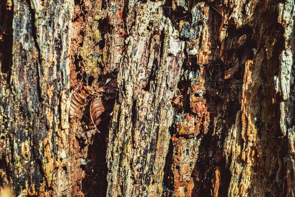 Old Rotten Wood Dirt Spiderweb — Stock Photo, Image