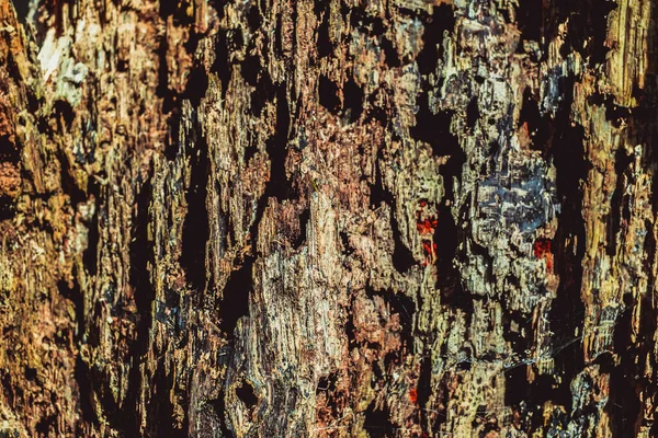 Old Rotten Wood Dirt Spiderweb — Stock Photo, Image