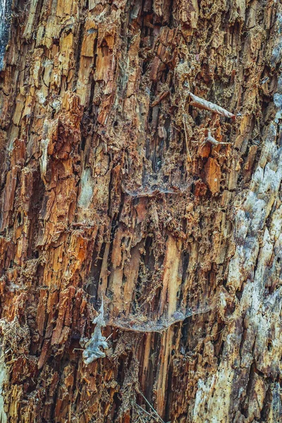 Old Rotten Wood Dirt Spiderweb — Stock Photo, Image