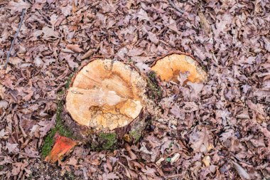 Ormanda yeni kesilmiş ağaç kütüğü