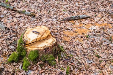 Ormanda yeni kesilmiş ağaç kütüğü
