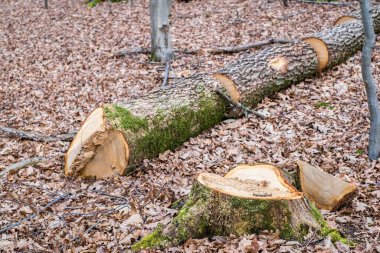 Ormanda yeni kesilmiş ağaç kütüğü