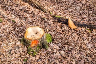 Ormanda yeni kesilmiş ağaç kütüğü
