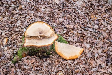 Ormanda yeni kesilmiş ağaç kütüğü