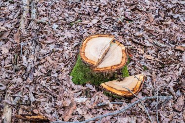 Ormanda yeni kesilmiş ağaç kütüğü