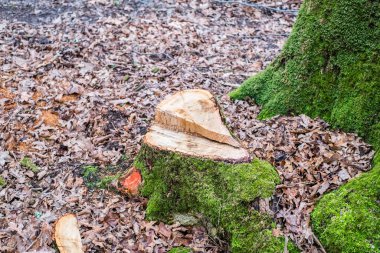 Ormanda yeni kesilmiş ağaç kütüğü