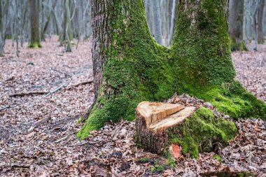 Ormanda yeni kesilmiş ağaç kütüğü