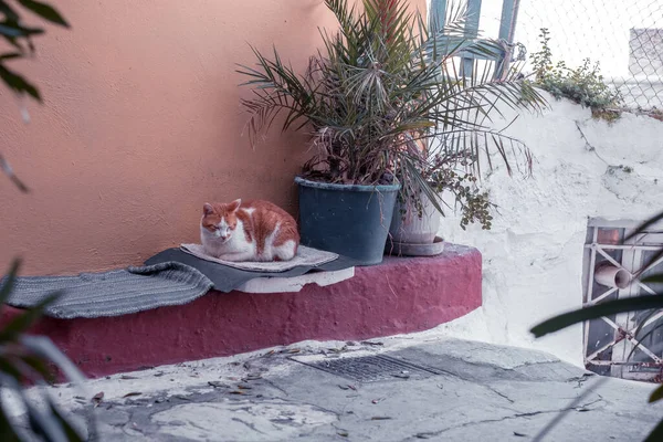 Aten Grekland Februari 2020 Arkitektoniska Detaljer Från Smala Gatorna Plaka — Stockfoto