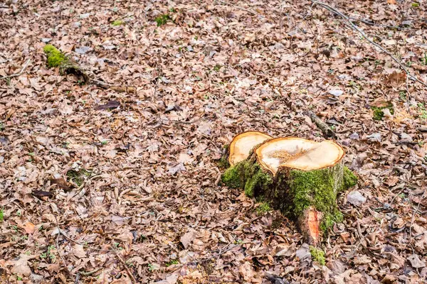 Stump Arbre Fraîchement Coupé Dans Forêt — Photo