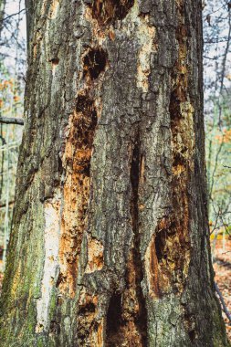 Ağaçkakanlar tarafından yapılmış ağaç oyukları