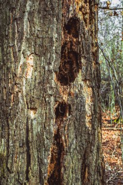 Ağaçkakanlar tarafından yapılmış ağaç oyukları